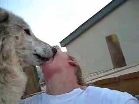 животные целуются